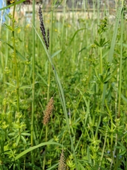 Carex flacca