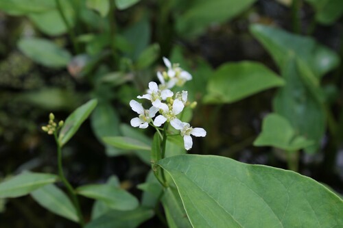 Image of Rorippa aquatica by (c) Dominic, some rights reserved (CC BY)
