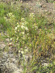 Toxicoscordion fontanum