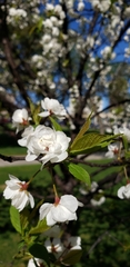 Prunus