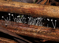 Mycena albidocapillaris