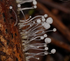 Mycena albidocapillaris