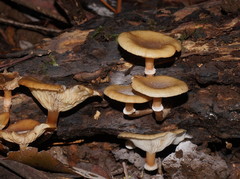Armillaria hinnulea
