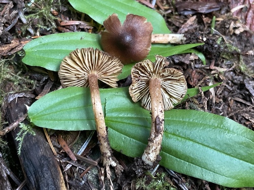 Inocybe involuta · iNaturalist