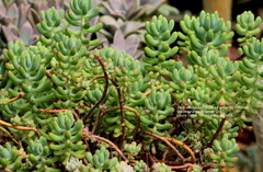 Sedum pachyphyllum