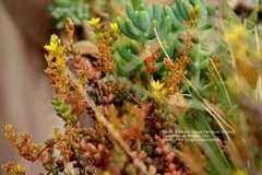 Sedum pachyphyllum