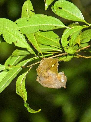 Nyctimene albiventer observed 2024-06-04