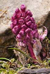 Petasites paradoxus
