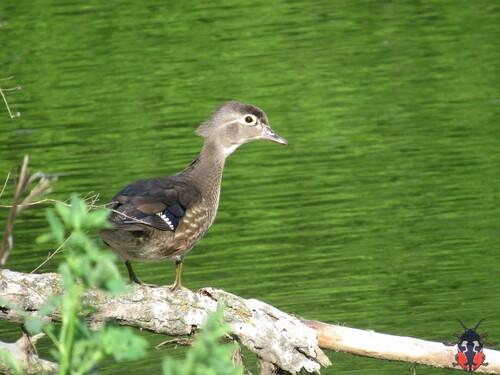 Canard carolin, femelle