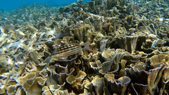 Lutjanus decussatus