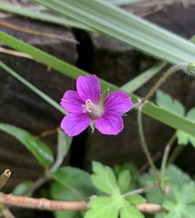Geranium nepalense thunbergii