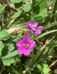 Geranium nepalense thunbergii