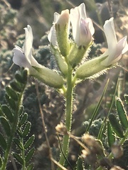 Oxytropis borealis viscida
