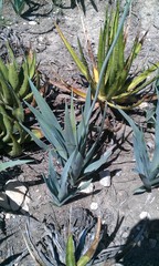 Hemiphylacus hintoniorum