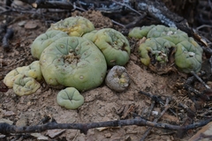 © Joey Santore, some rights reserved (CC-BY-NC)