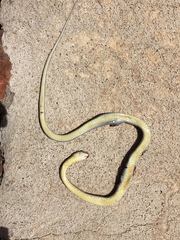 Coluber constrictor oaxaca