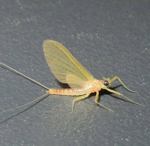 Heptagenia flavescens