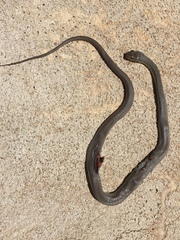 Coluber constrictor oaxaca