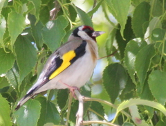 Carduelis carduelis