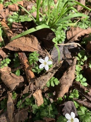 Ellisiophyllum pinnatum