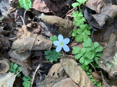 Ellisiophyllum pinnatum