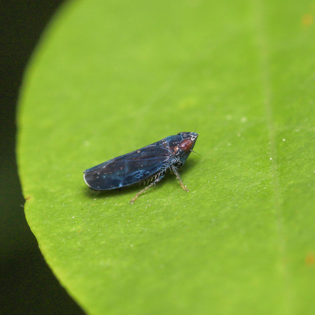 Scaphytopius nigrifrons