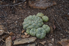 © Joey Santore, some rights reserved (CC-BY-NC)