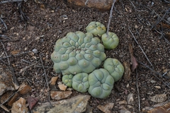 © Joey Santore, some rights reserved (CC-BY-NC)