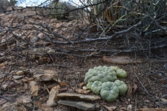 © Joey Santore, some rights reserved (CC-BY-NC)