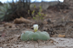 © Joey Santore, some rights reserved (CC-BY-NC)