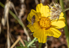 Closterotomus histrio