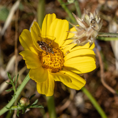 Closterotomus histrio