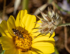 Closterotomus histrio