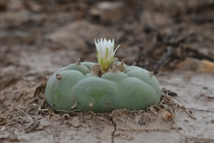 © Joey Santore, some rights reserved (CC-BY-NC)