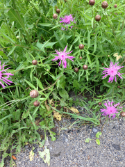 Centaurea stoebe australis