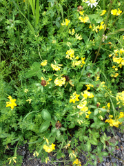 Lotus corniculatus corniculatus
