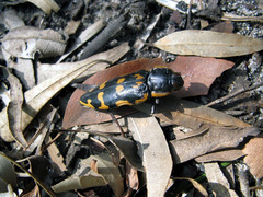 Cyrioides imperialis