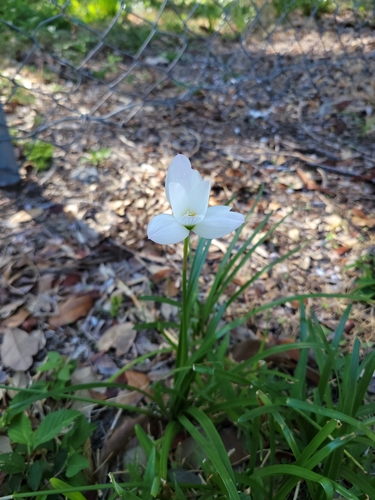 island zephyr lily (Zephyranthes insularum)