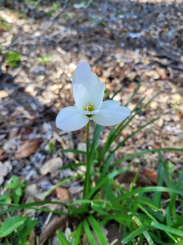 Image of Zephyranthes insularum by (c) Wes Gapp, some rights reserved (CC BY)