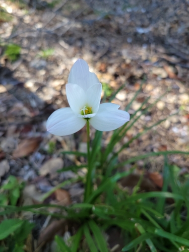 Image of Zephyranthes insularum by (c) Wes Gapp, some rights reserved (CC BY)