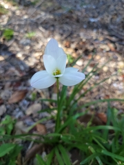 Zephyranthes insularum, photograph (c) Wes Gapp, some rights reserved (CC BY)