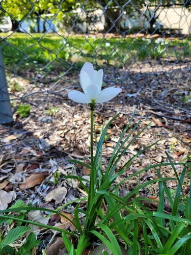 Image of Zephyranthes insularum by (c) Wes Gapp, some rights reserved (CC BY)