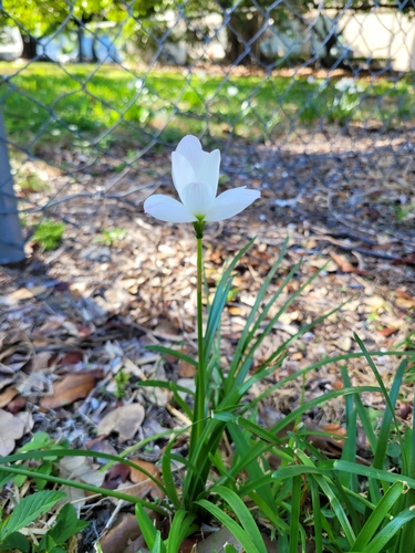 Image of Zephyranthes insularum by (c) Wes Gapp, some rights reserved (CC BY)