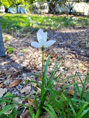 Zephyranthes insularum, photograph (c) Wes Gapp, some rights reserved (CC BY)