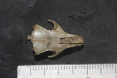Heteromys pictus hispidus