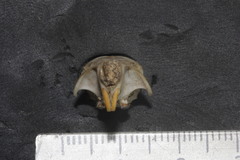 Heteromys pictus hispidus