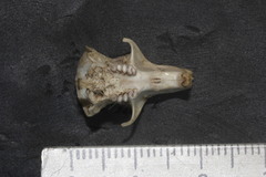 Heteromys pictus hispidus