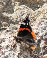 Vanessa atalanta