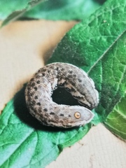 Proserpinus proserpina