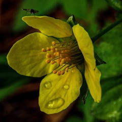 Waldsteinia fragarioides